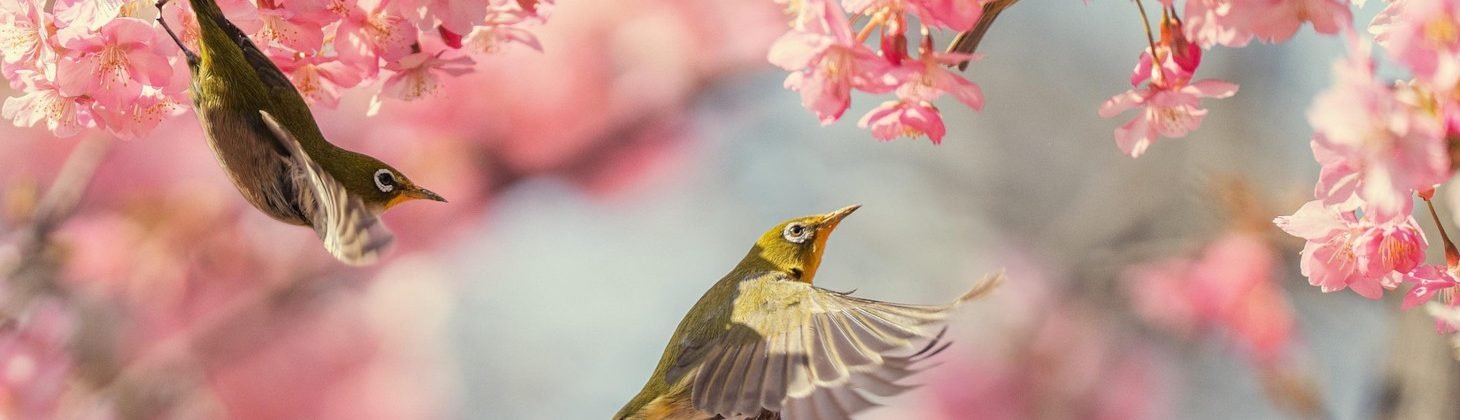 Soins et communication aux animaux malades